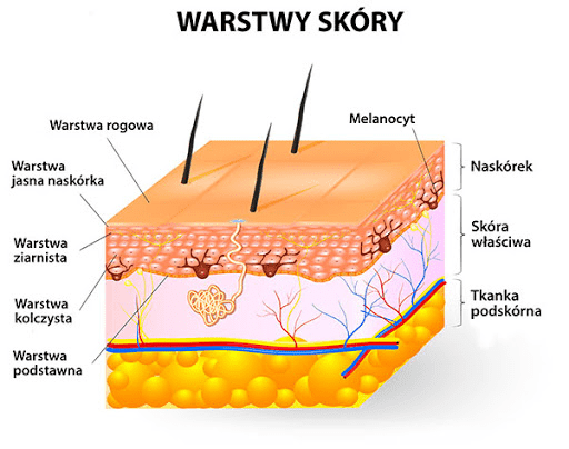 źródło: http://obk.pl