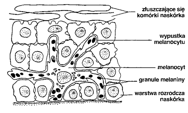 źródło: http://biologiaogul.blogspot.com/2014/10/komorki-tkanek-acznych.html